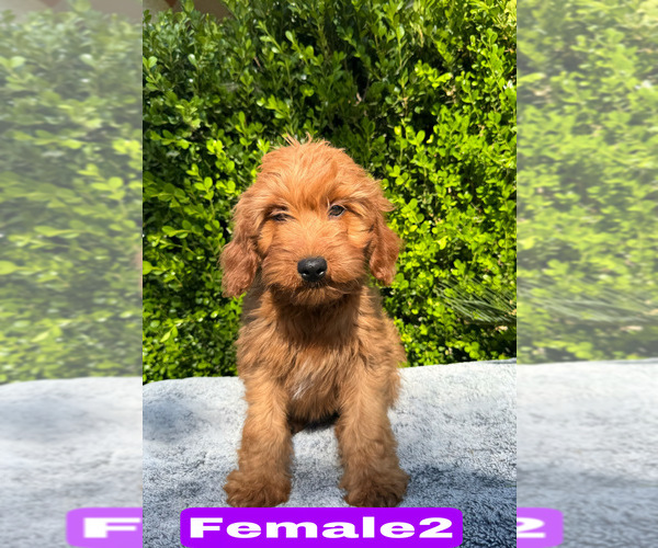 Medium Photo #4 Goldendoodle (Miniature) Puppy For Sale in BAKERSFIELD, CA, USA