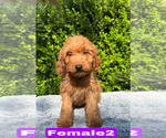 Small #3 Goldendoodle (Miniature)