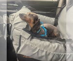 Small #3 Dachshund