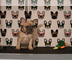 Small Photo #68 French Bulldog Puppy For Sale in TACOMA, WA, USA