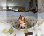 Small #6 Chihuahua