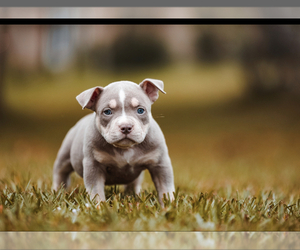 American Bully Puppy for sale in OKEECHOBEE, FL, USA