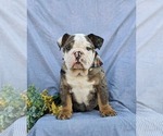 Small Photo #4 English Bulldog Puppy For Sale in COCHRANVILLE, PA, USA