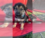 Puppy 4 German Shepherd Dog