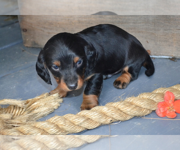 Medium Photo #3 Dachshund Puppy For Sale in GREENWOOD, WI, USA