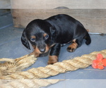 Small Photo #20 Dachshund Puppy For Sale in GREENWOOD, WI, USA
