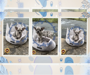 French Bulldog Puppy for sale in ATHENS, GA, USA