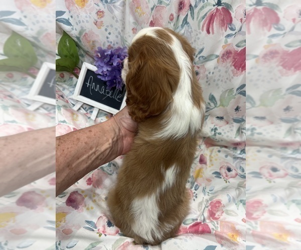 Medium Photo #6 Cavalier King Charles Spaniel Puppy For Sale in ABILENE, TX, USA