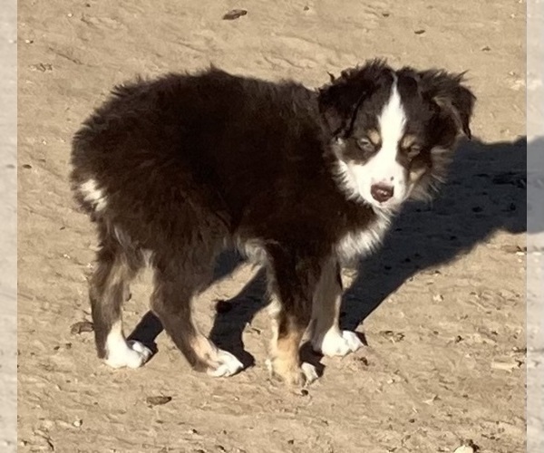 Medium Photo #8 Miniature Australian Shepherd Puppy For Sale in FORT MORGAN, CO, USA
