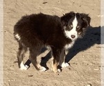 Small #7 Miniature Australian Shepherd