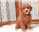 Small #2 ShihPoo