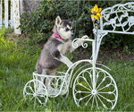 Small #1 Siberian Husky