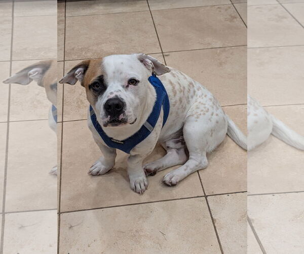 Medium Photo #4 Mutt Puppy For Sale in Aurora, CO, USA