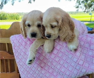 Cocker Spaniel Puppy for sale in WITHEE, WI, USA