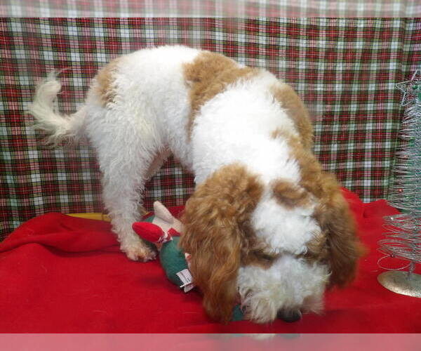 Medium Photo #4 Cock-A-Poo Puppy For Sale in PATERSON, NJ, USA