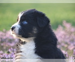 Small Photo #2 Australian Shepherd Puppy For Sale in OZARK, AR, USA
