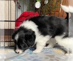 Puppy Stripe Border Collie-Papillon Mix