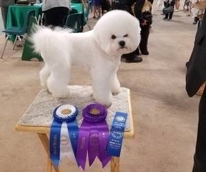 Father of the Bichon Frise puppies born on 07/12/2025