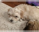 Small Photo #22 Coton de Tulear Puppy For Sale in YELM, WA, USA