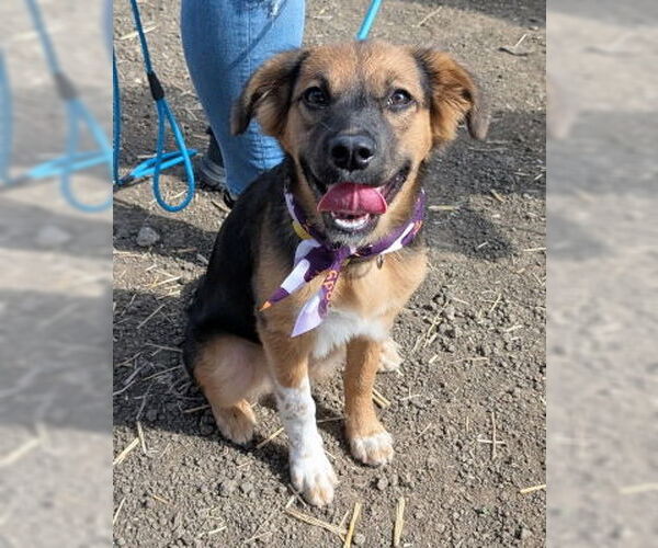 Medium Photo #1 Mutt Puppy For Sale in Ventura, CA, USA