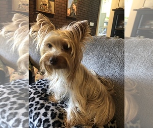Yorkshire Terrier Puppy for sale in WILM, NC, USA