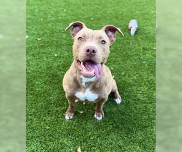 Medium Photo #1 American Pit Bull Terrier Puppy For Sale in Salinas, CA, USA