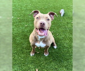 American Pit Bull Terrier Dogs for adoption in Salinas, CA, USA