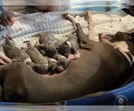 Small Photo #6 Italian Greyhound Puppy For Sale in EAST FARMINGDALE, NY, USA