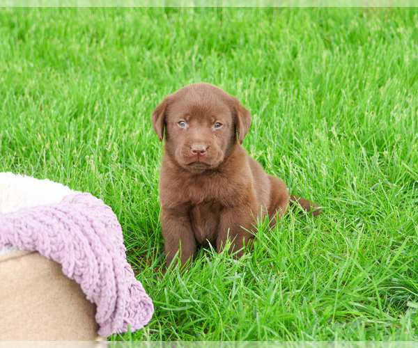 Medium Photo #16 Labrador Retriever Puppy For Sale in SYRACUSE, IN, USA