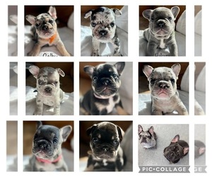 French Bulldog Puppy for sale in IPSWICH, MA, USA