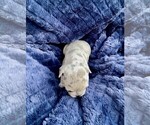 Small Photo #14 French Bulldog Puppy For Sale in PUEBLO, CO, USA