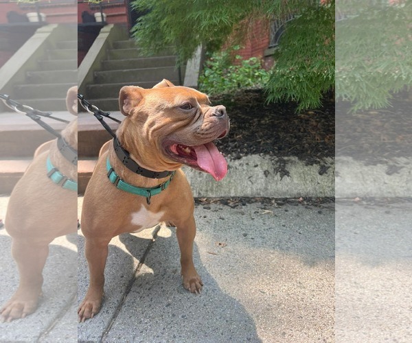 Medium Photo #12 American Bulldog-Unknown Mix Puppy For Sale in Derwood, MD, USA