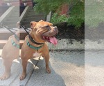 Small #11 American Bulldog Mix