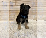 Puppy 5 German Shepherd Dog