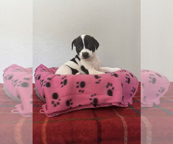 Medium Photo #8 Bogle Puppy For Sale in Osgood, IN, USA