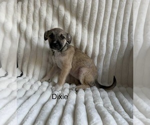 Rat Terrier-Staffordshire Bull Terrier Mix Dogs for adoption in Princeton, MN, USA