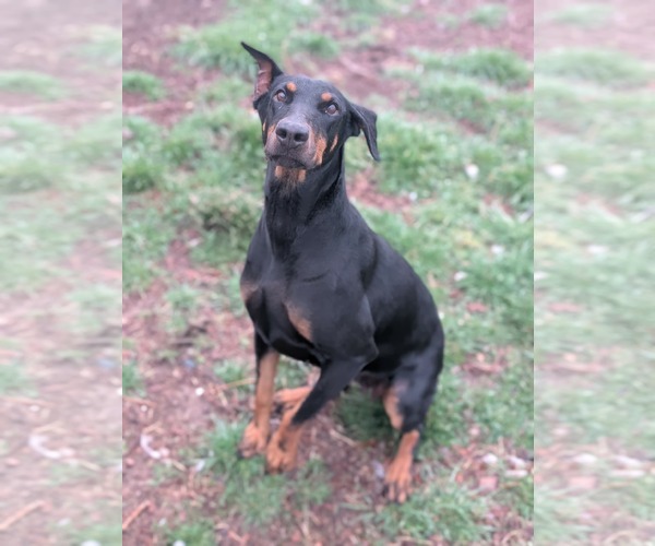 Medium Photo #4 Doberman Pinscher Puppy For Sale in Sandy, UT, USA