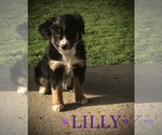 Puppy Lily Australian Shepherd