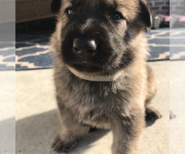 Medium Photo #6 German Shepherd Dog Puppy For Sale in ROSHARON, TX, USA