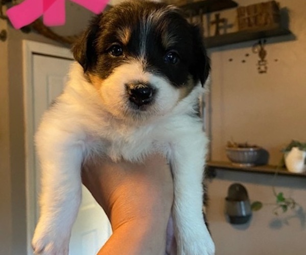 Medium Photo #1 Border Collie Puppy For Sale in SAINT LOUIS, MO, USA