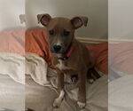 Small #13 American Pit Bull Terrier Mix