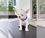 Puppy Purple Boston Terrier