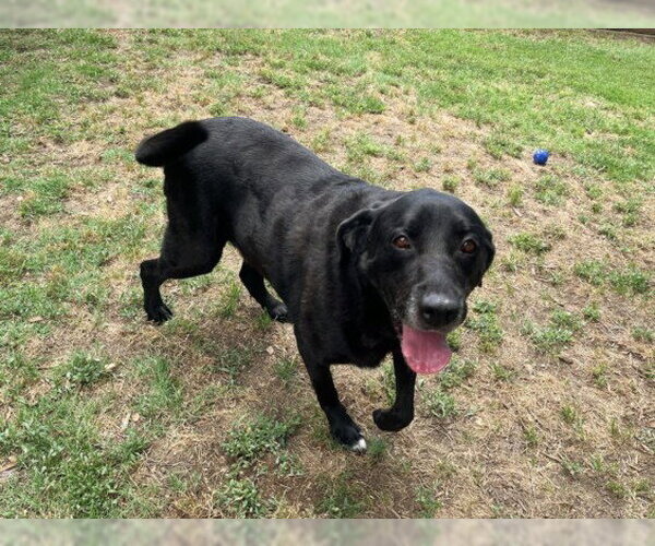 Medium Photo #1 Labrador Retriever-Unknown Mix Puppy For Sale in Plano, TX, USA
