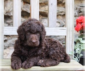 Poodle (Standard) Puppy for sale in CHRISTIANA, PA, USA