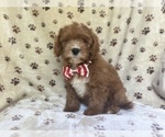 Small #3 Cavapoo