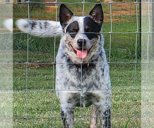 Father of the Australian Cattle Dog puppies born on 03/29/2023
