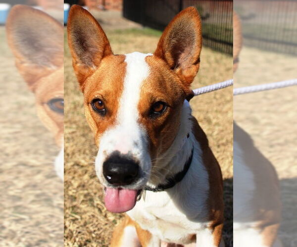 Medium Photo #18 Australian Kelpie-Basenji Mix Puppy For Sale in Houston, TX, USA