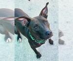 Small #2 Staffordshire Bull Terrier Mix