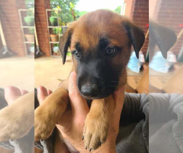 Medium Photo #2 Mutt Puppy For Sale in Stevens Point, WI, USA