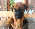 Small #1 Mutt